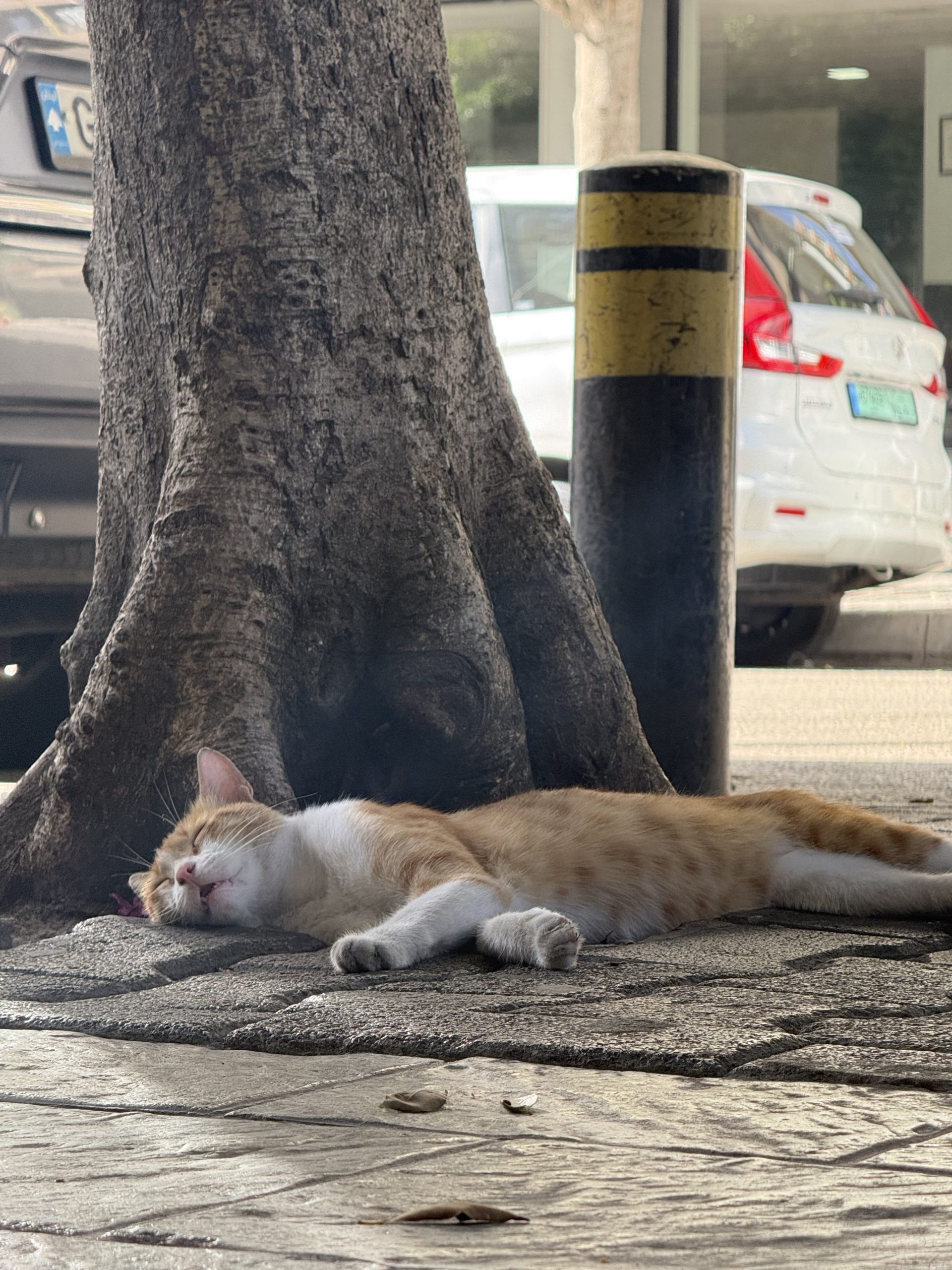 Picture of a sleeping cat with the iPhone 16 Pro max at 5x telephoto