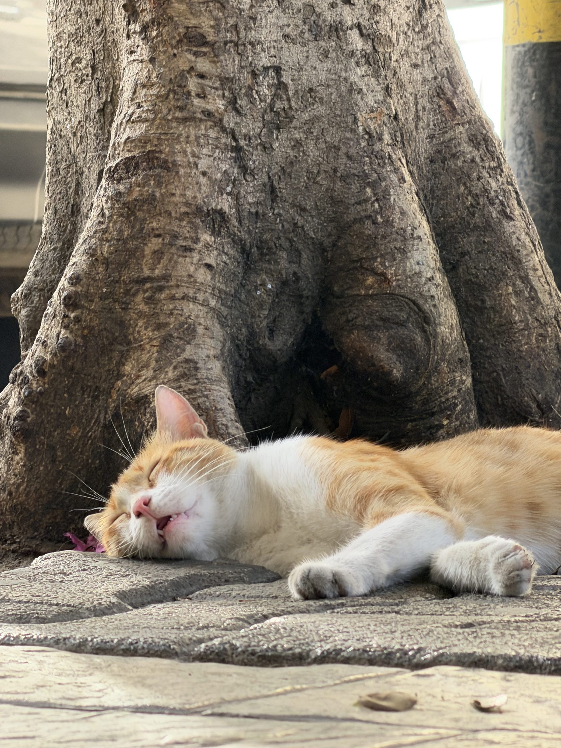 Picture of a sleeping cat with the iPhone 17 Pro max at 8x telephoto